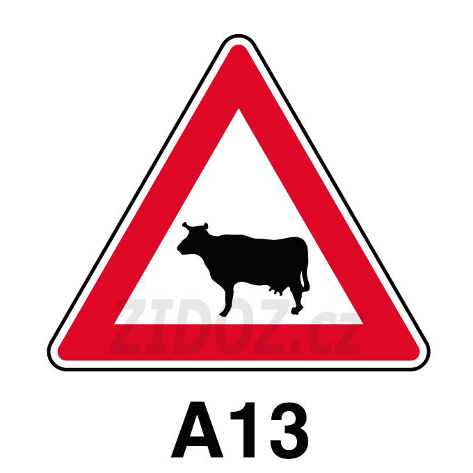 A13 - Zvířata